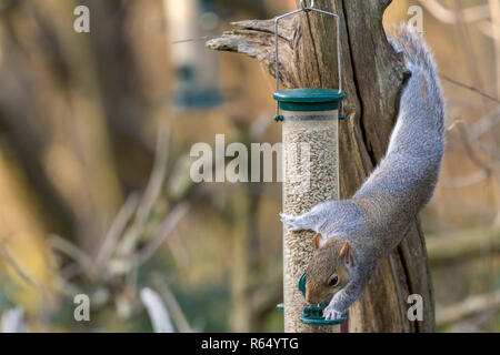 L'écureuil gris (Sciurus carolinensis) se nourrissant de graines de tournesol d'une mangeoire pour oiseaux dans la réserve faunique de Warham Horsham Royaume-uni en utilisant compétences acrobatiques. Banque D'Images