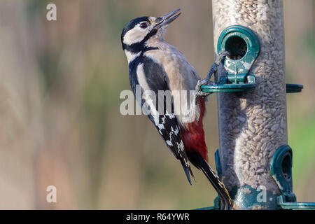 Great spotted woodpecker (Dendrocopos major) se nourrissant dans une mangeoire à graines de tournesol coeurs. Plumage noir et blanc avec la queue sous Crimson. Banque D'Images