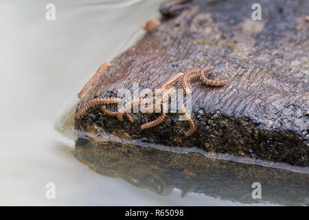 Polydesmus angustus télévision mille-pattes (arthropodes) regroupés sur le bois flottant après de fortes pluies inondent les terres humides. Maintenant échoués et vulnérables. Banque D'Images