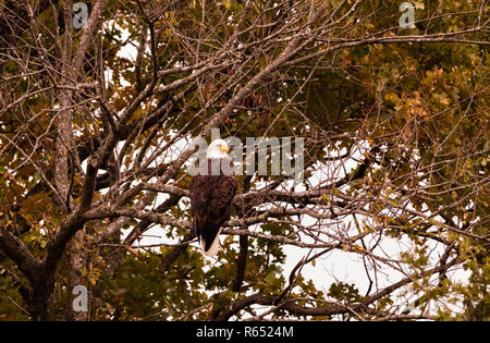 Après les vautours gauche, ce American Bald Eagle ont pleinement profité des reports à gauche. Situé dans la région de Teresita, New York 2018 Banque D'Images