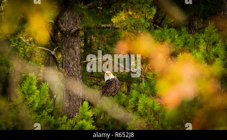 Après les vautours gauche, ce American Bald Eagle ont pleinement profité des reports à gauche. Situé dans la région de Teresita, New York 2018 Banque D'Images