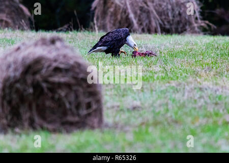 Après les vautours gauche, ce American Bald Eagle ont pleinement profité des reports à gauche. Situé dans la région de Teresita, New York 2018 Banque D'Images