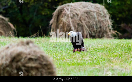 Après les vautours gauche, ce American Bald Eagle ont pleinement profité des reports à gauche. Situé dans la région de Teresita, New York 2018 Banque D'Images