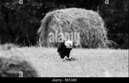 Après les vautours gauche, ce American Bald Eagle ont pleinement profité des reports à gauche. Situé dans la région de Teresita, New York 2018 Banque D'Images
