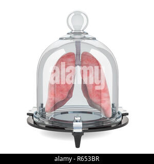 Les poumons humains couverts par cloche de verre, protéger concept. Le rendu 3D isolé sur fond blanc Banque D'Images
