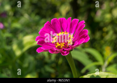 Zinnia : fleur rose violette et fuchsia avec pistisl jaune Banque D'Images
