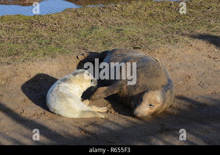 Mother brushing ou caresser bébé nouveau-né pup avec sa nageoire tendue, colonie de phoques gris, Donna Nook, Lincolnshire, Angleterre, Royaume-Uni. Banque D'Images