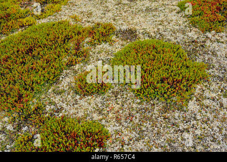 La toundra toundra avec Heather, de lichen et de roches, de l'Arctique Haven Lodge, le territoire du Nunavut, Canada Banque D'Images