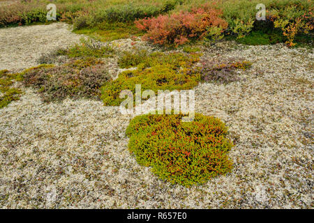 La toundra toundra avec Heather, de lichen et de roches, de l'Arctique Haven Lodge, le territoire du Nunavut, Canada Banque D'Images