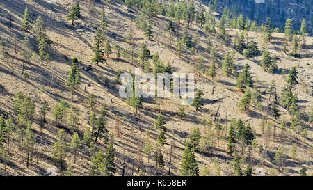 Pins ponderosa dans la vallée de la rivière Thompson, la Route 1 Quesnel pour Hope, Colombie-Britannique, Canada Banque D'Images