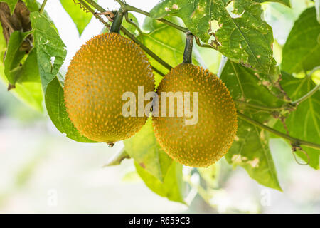 Amer printemps Cucmber ou fruits Gac Banque D'Images