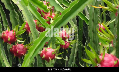 Fruit du dragon, avec des fruits mûrs Banque D'Images