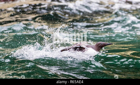 Un adulte, Uria aalge guillemot commun, prendre son envol dans BjornÃ'ya, archipel du Svalbard, Norvège. Banque D'Images