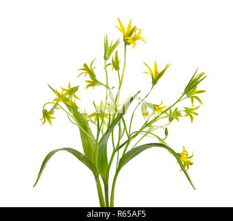 Gagea ou étoile jaune-de-Bethléem pour l'espèce européenne commune, Gagea lutea. Isolées. Banque D'Images