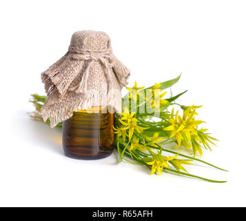 Gagea ou étoile jaune-de-Bethléem pour l'espèce européenne commune, Gagea lutea. Isolées. Banque D'Images