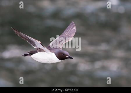 Guillemot de Brünnich adultes, Uria lomvia, en vol à Cape Fanshawe, Spitsbergen, Svalbard, Norvège. Banque D'Images