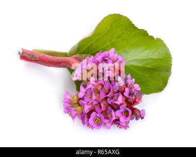 Parthenocissus crassifolia. Noms communs pour l'espèce : coeur-feuilles Parthenocissus, heartleaf parthenocissus Parthenocissus, cuir, hiver-blooming parthenocissus elep, Banque D'Images