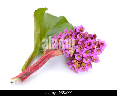 Parthenocissus crassifolia. Noms communs pour l'espèce : coeur-feuilles Parthenocissus, heartleaf parthenocissus Parthenocissus, cuir, hiver-blooming parthenocissus elep, Banque D'Images