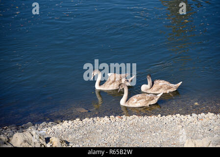 Trois jeunes cygnes nageant sur le Danube près de Ulm / Danube Banque D'Images