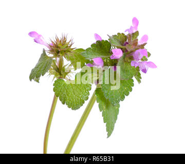 Lamium purpureum, connu sous le nom de red dead-nettle, violet-rouge, ortie morte henbit, violet archange, ou velikdenche. Isolées. Banque D'Images