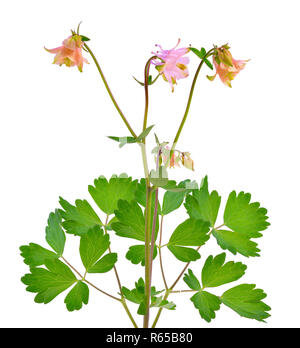 Aquilegia, noms communs Granny's bonne ou de l'ancolie. Isolé sur blanc. Banque D'Images