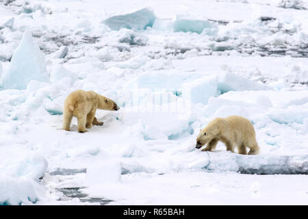 Une paire d'ours polaires adultes, Ursus maritimus, sur la glace du printemps sur la côte orientale de l'Edgeøya, Svalbard, Norvège. Banque D'Images