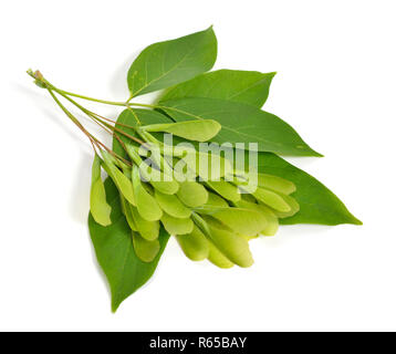 Acer negundo ou au Manitoba, à l'occasion, l'érable elf. Fort ancien, frêne, érable négondo, à feuilles de frêne ou d'érable ashleaf. Les feuilles avec green seeds. Isolées. Banque D'Images