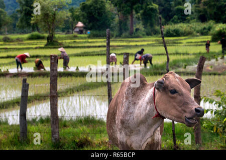 Vache et personnes travaillant dans le ricefiel plantation près de Paksé, Laos Banque D'Images