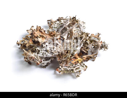 Herbes médicinales séchées matières premières isolé sur blanc. Le lichen d'Islande. Banque D'Images