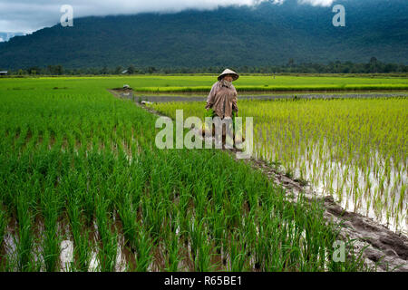 Femme travaillant dans le ricefiel plantation près de Kiet Ngong, Laos Banque D'Images