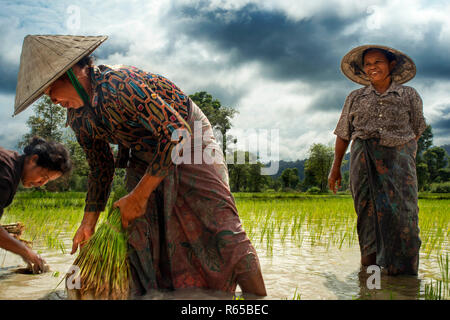 Les femmes travaillant dans le ricefiel plantation près de Paksé, Laos Banque D'Images