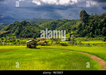 Terrasses de riz plantation près de Vang Vieng, Laos Banque D'Images