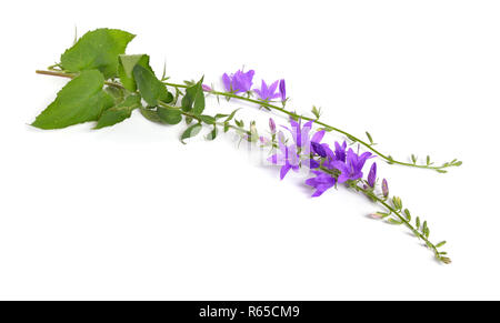 Campanula rapunculoides, connu par les noms communs, la campanule rampante ou rampion bellflower. Isolées. Banque D'Images