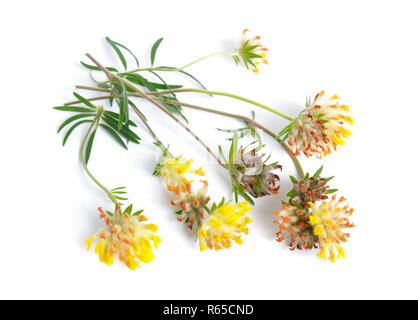 Fleurs jaune Anthyllis isolé sur fond blanc. Banque D'Images