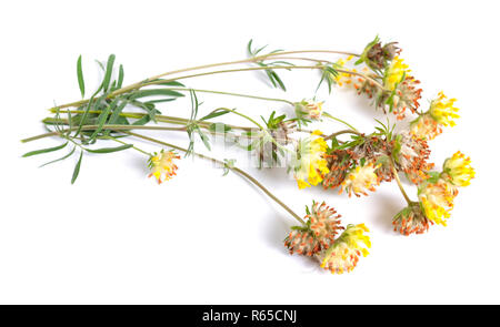 Fleurs jaune Anthyllis isolé sur fond blanc. Banque D'Images