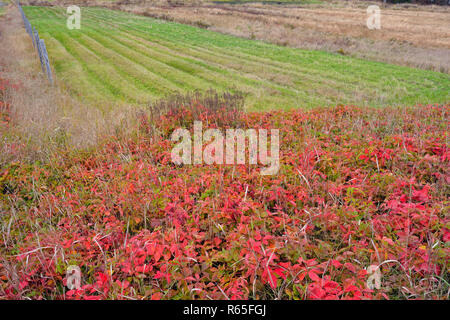 Rubus pubescens (Dwarf Nain rouge mûre, Framboise rouge, Dewberry) colonie d'automne près d'un champ de foin, le Grand Sudbury, Ontario, Canada Banque D'Images