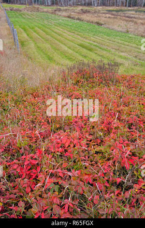 Rubus pubescens (Dwarf Nain rouge mûre, Framboise rouge, Dewberry) colonie d'automne près d'un champ de foin, le Grand Sudbury, Ontario, Canada Banque D'Images