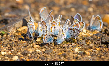 Beaucoup de jolies papillons à ailes gossamer ensemble au repos Banque D'Images