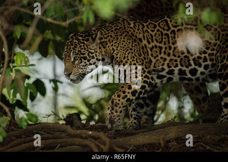 Prowling Jaguar à travers forêts encadrée par des feuilles Banque D'Images