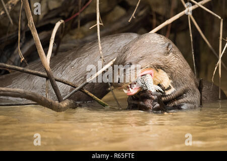 La loutre géante de manger du poisson dans des roseaux Banque D'Images