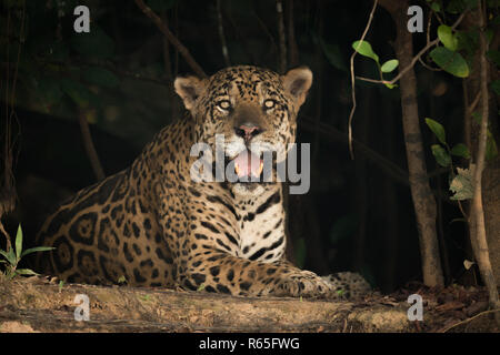 Jaguar dans ombre des arbres face à huis clos Banque D'Images