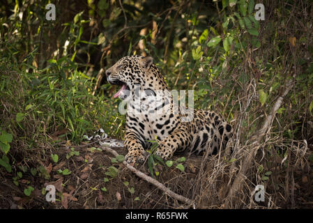 Jaguar couché dans les bâillements de l'ombre Banque D'Images