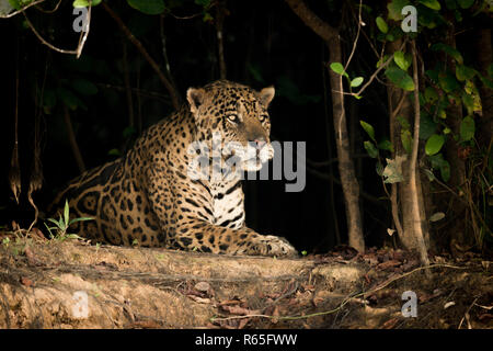 Jaguar se trouvant sur la terre dans les arbres de la banque Banque D'Images