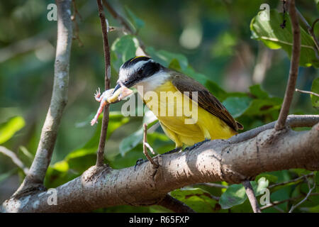 Moindre consommation kiskadee grenouille sur la direction générale de feuillus Banque D'Images