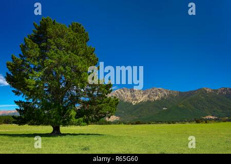 Un arbre dans un champ avec le Richmond de montagnes en arrière-plan en Nouvelle-Zélande, sur une belle journée d'été. Banque D'Images