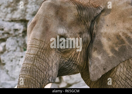 Portrait d'Elephant Banque D'Images