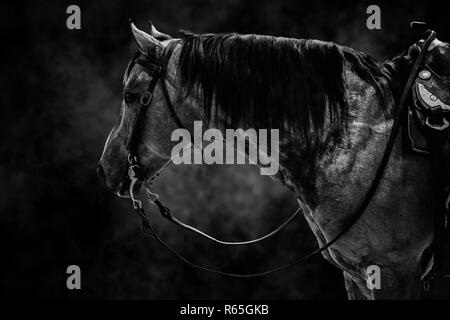 Concours de chevaux Banque D'Images