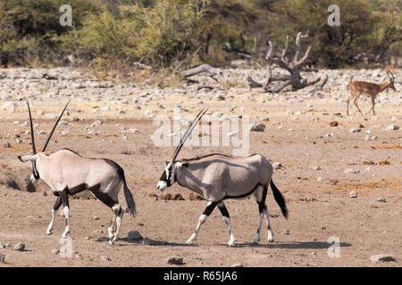 Couple de Gemsbok, Oryx gazella beisa, se dresse sur savannah Banque D'Images