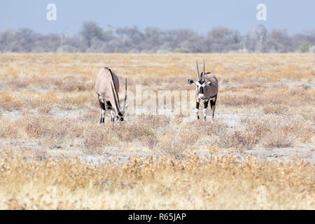 Couple de Gemsbok, Oryx gazella beisa, se dresse sur savannah Banque D'Images