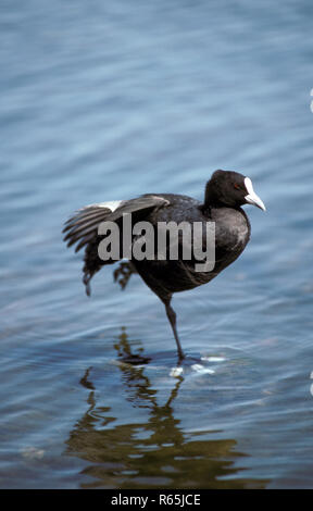 RALLE EUROPÉENNE (FULICA ATRA) DEBOUT SUR UNE PATTE DANS LES EAUX PEU PROFONDES DU LAC MONGER (RÉSERVE DE GALUP) À PERTH, AUSTRALIE-OUEST. Banque D'Images